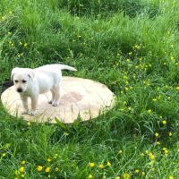 Chiots labrador lof à réserver #6