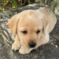 Chiots labrador lof à réserver