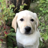 Chiots labrador lof à réserver #8