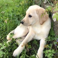 Chiots labrador lof à réserver #9