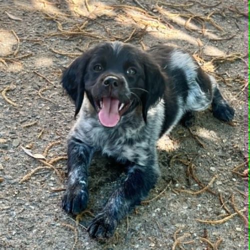 Chiot epagneul breton #1