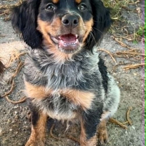 Chiot epagneul breton #3