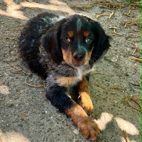 Chiot epagneul breton #4