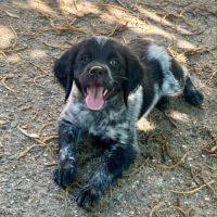 Chiot epagneul breton #1