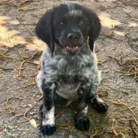 Chiot epagneul breton