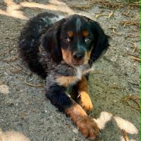 Chiot epagneul breton #4