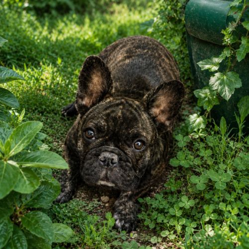 Bouledogue français lof #3