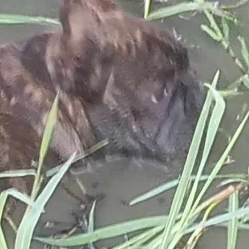 Bouledogue français lof #4