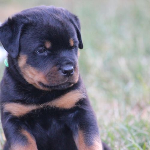 Chiots rottweiler lof #0
