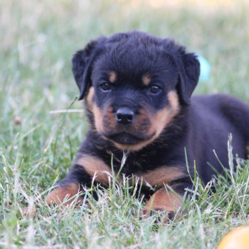 Chiots rottweiler lof #2