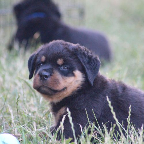Chiots rottweiler lof #3