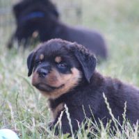 Chiots rottweiler lof #3