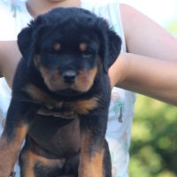 Chiots rottweiler lof #4
