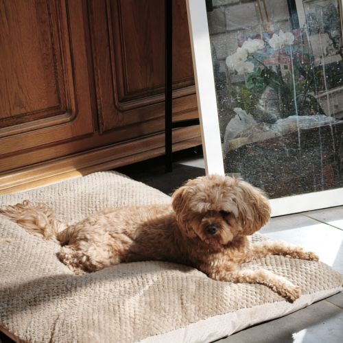 Adoption de scotty #2