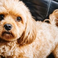 Adoption de scotty #0