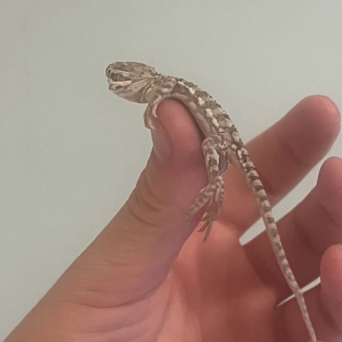 Pogona henrylawsoni