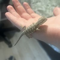 Pogona henrylawsoni #1