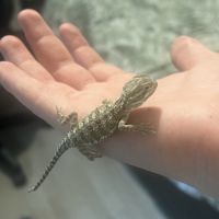 Pogona henrylawsoni #2