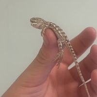 Pogona henrylawsoni #0