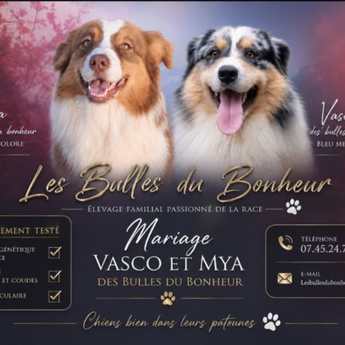 Magnifiques chiots berger australien #1