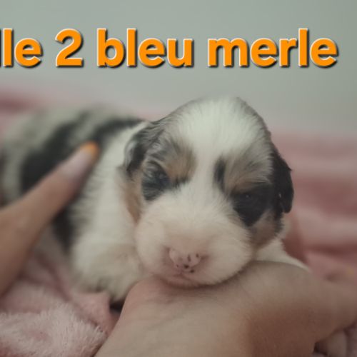Magnifiques chiots berger australien #2
