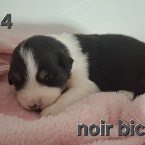 Magnifiques chiots berger australien #7