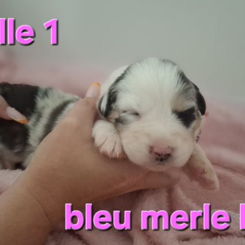 Magnifiques chiots berger australien