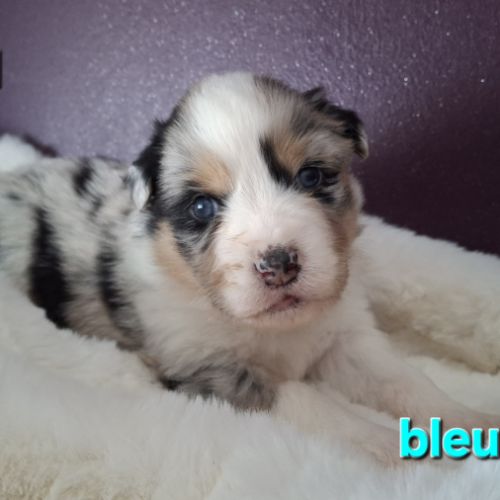 Magnifique chiots berger australien