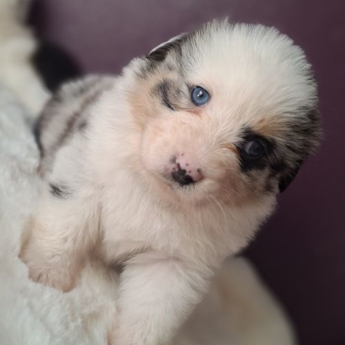 Magnifique chiots berger australien