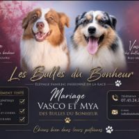 Magnifiques chiots berger australien #1