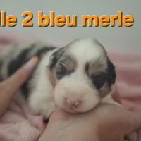 Magnifiques chiots berger australien #2