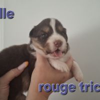 Magnifiques chiots berger australien #3