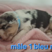 Magnifiques chiots berger australien #4