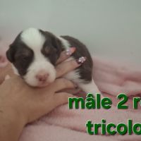 Magnifiques chiots berger australien #5
