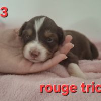 Magnifiques chiots berger australien #6