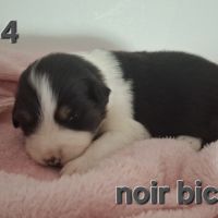 Magnifiques chiots berger australien #7