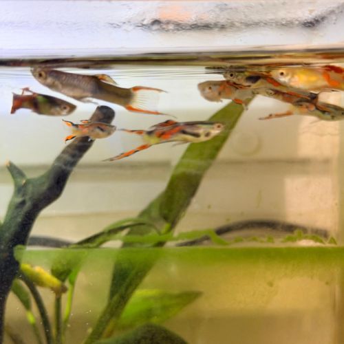 Guppys endler #0