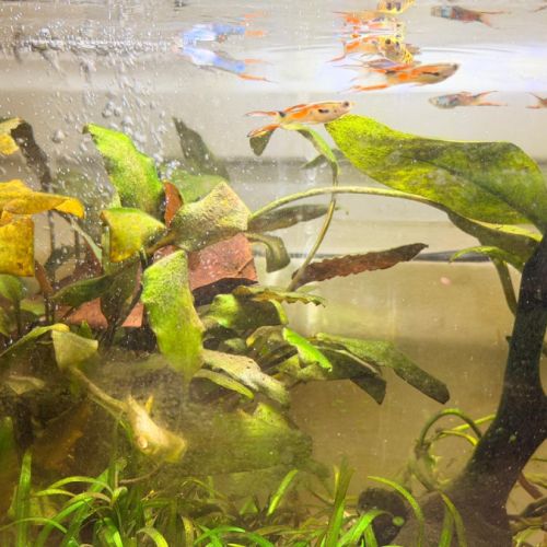 Guppys endler #2