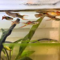 Guppys endler