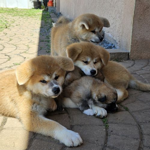 Chiot akita inu lof #1