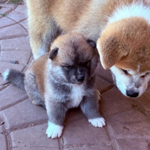 Chiot akita inu lof #0