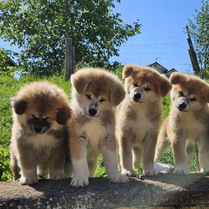 Chiot akita inu lof #3