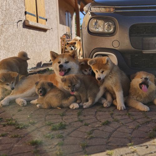 Chiot akita inu lof #5