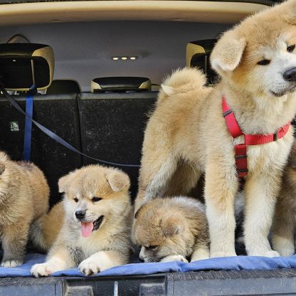 Chiot akita inu lof #7