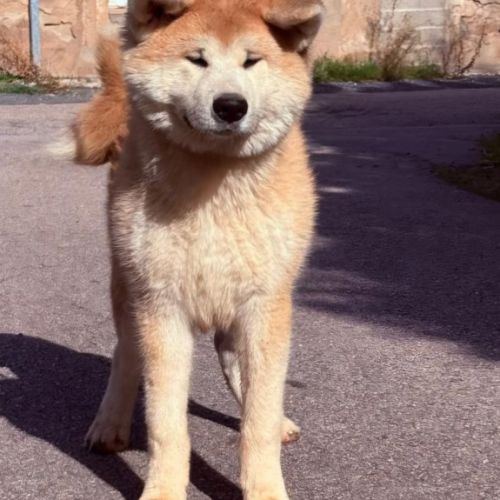 Chiot akita inu lof #7