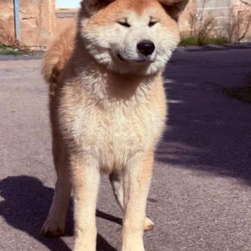 Chiot akita inu lof #0