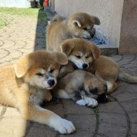 Chiot akita inu lof #1