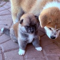 Chiot akita inu lof