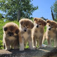 Chiot akita inu lof #3