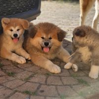 Chiot akita inu lof #4